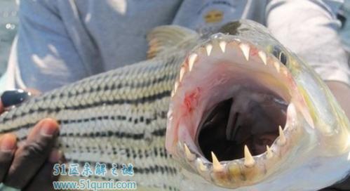 食人鲳鱼的饲养方法（如何成功养殖食人鲳鱼？）