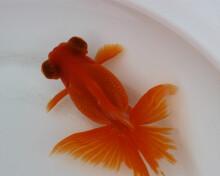 朱砂眼大蝶尾的饲养方法