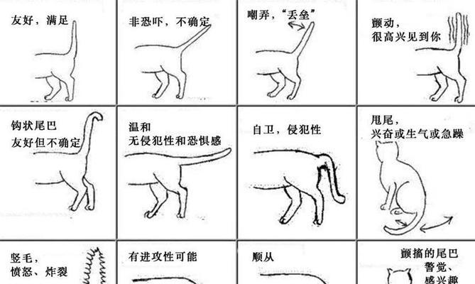 如何饲养平背麝香龟？（了解平背麝香龟的习性和饲养技巧，让你成为一个专业养龟达人！）
