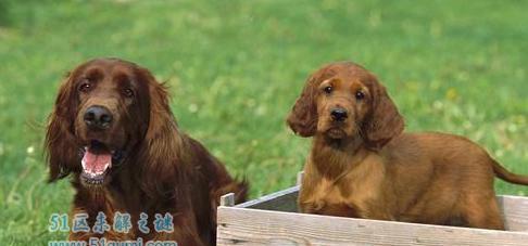 爱尔兰雪达犬饲养指南（了解这种高大优美的猎犬，让你成为专业养犬人）