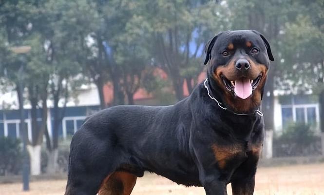 罗威纳犬的饲养指南（如何培养健康、快乐的罗威纳犬？）