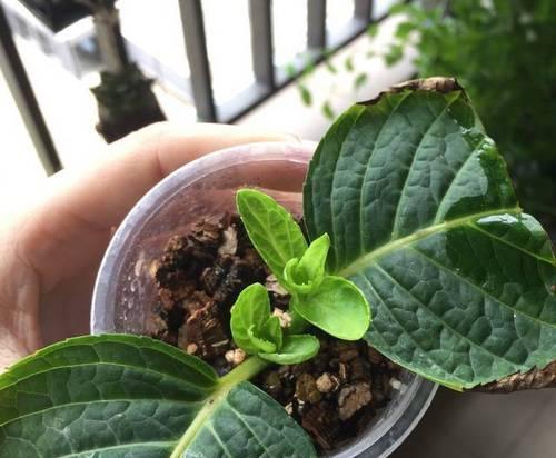 花水泡的饲养指南（从养护到繁殖，全面掌握如何让花水泡茁壮成长）