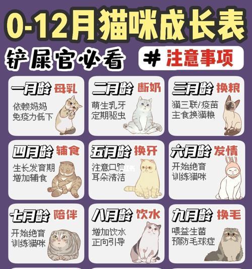 灰尾田鼠的饲养方法（让你的宠物田鼠健康快乐）