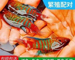 蓝眼鲫的饲养方法（如何成功养殖蓝眼鲫？）