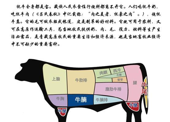 牛头獒饲养全攻略（从选择、饲养到训练，全方位指导）