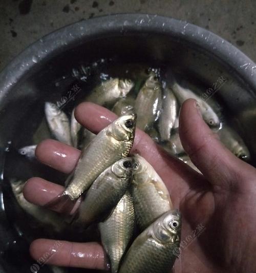 大点鲫的饲养方法（打造健康的养殖环境，让大点鲫茁壮成长）