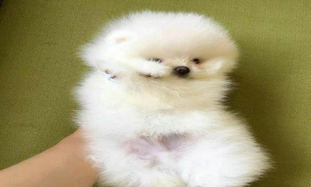 美系博美犬的饲养指南（打造健康、快乐的小狗生活）
