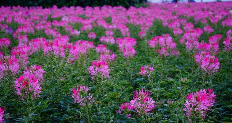 以凤尾花珍珠为宠物的养殖指南（珍珠鱼养殖的关键步骤和养护技巧）