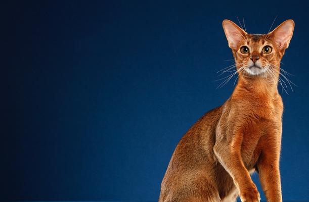 阿比西尼亚猫的饲养指南（从喂养到训练，全面了解阿比西尼亚猫的生活方式）