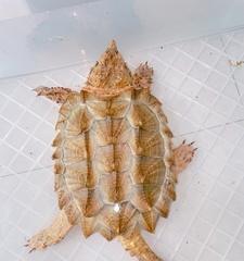 中美拟鳄龟的饲养方法（打造完美家养龟的小窍门）