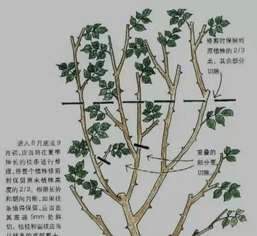 如何饲养朱砂眼大蝶尾（从选购到日常护理，一篇全面指南）