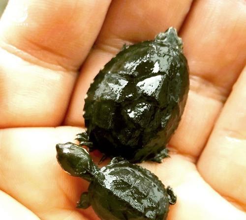密西西比麝香龟的饲养方法（如何提供最佳饲养环境来满足麝香龟的需求）