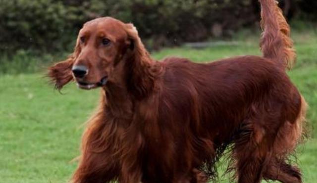 爱尔兰雪达犬的饲养方法（如何培养一只健康快乐的爱尔兰雪达犬）