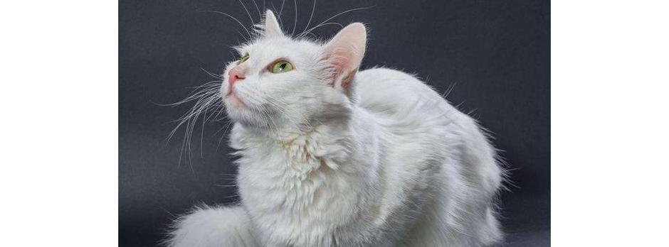 如何饲养土耳其安哥拉猫（从营养、日常护理到健康保健，全面指南助你成为猫妈妈）