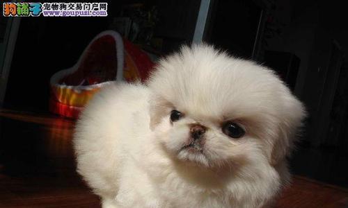 京巴狗的寿命有多长？（探究影响京巴狗寿命的因素）