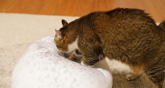猫咪生完小猫后不排便是什么原因？（探究母猫产后便秘的症状和应对方法）