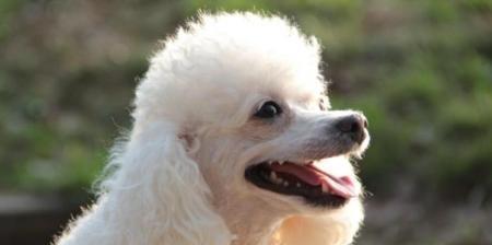 提高幼犬成活率的秘诀（全面关注幼犬健康，让它健康成长）