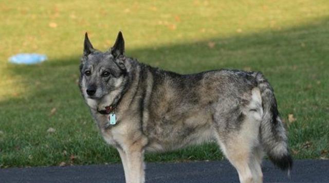 苏格兰猎鹿犬的饲养方法（培养健康活泼的犬只，从饲养开始）