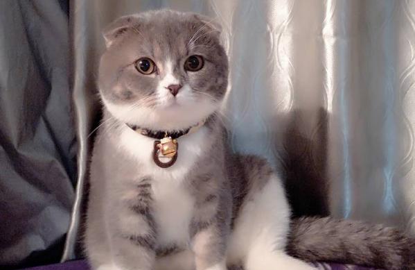 2只折耳猫能否配对？（探讨折耳猫的繁殖问题，解析2只折耳猫的交配情况）