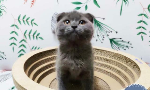 蓝猫小时候折耳的成长经历（探寻折耳猫咪的神秘世界）