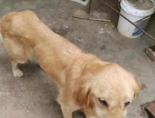 探寻金毛犬的标准身高体重（了解金毛犬的理想体型，打造健康快乐宠物生活）