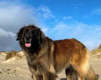 兰伯格犬饲养全攻略（从喂养到训练，教你养一只健康快乐的兰伯格犬）
