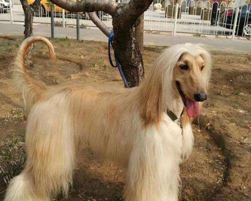 老年阿富汗犬的饲养之道（宠物家庭中如何照顾老年阿富汗犬？）