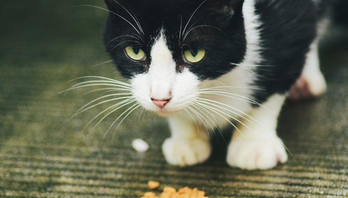 VB猫咪的饮食习惯剖析（猫咪是否可以一直吃？为什么？）