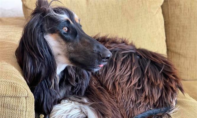 带宠物犬出游攀登山峰的注意事项（以阿富汗犬为例，从准备、训练到实践的全方位指南）