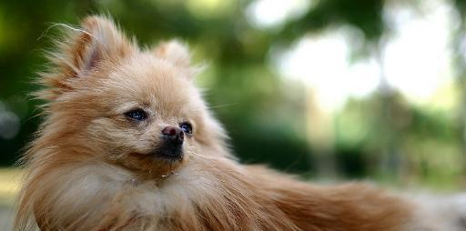 芬兰狐狸犬的饲养方法（了解宠物的品种特点是关键）