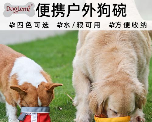 如何为狗狗选择适合的食碗？（让宠物健康无忧，从选择食碗开始）