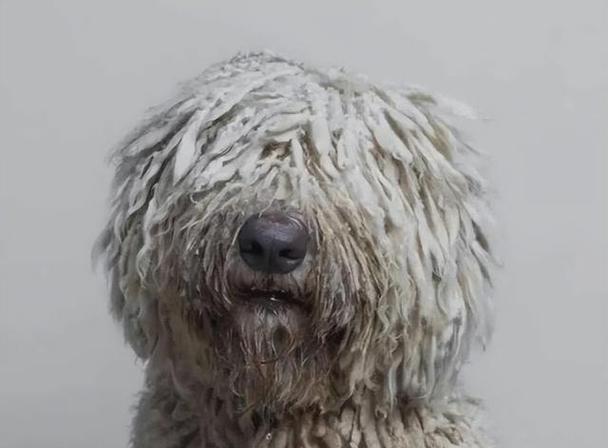 可蒙犬的寿命——健康和幸福的关键（以宠物为主，如何延长可蒙犬的寿命）