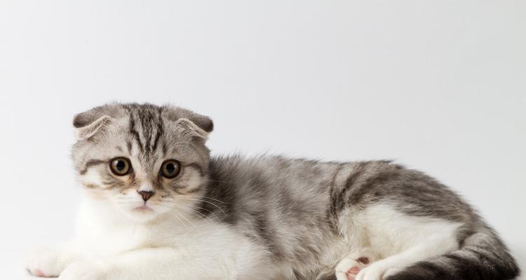 苏格兰折耳猫的饲养方法（如何让你的苏格兰折耳猫健康快乐成长）