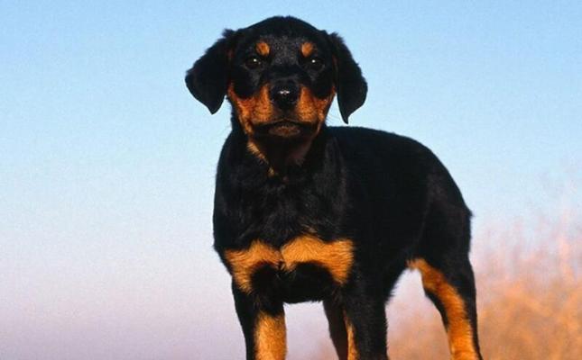 训练罗威纳犬的技巧（以宠物为主，从基础到高级训练全面解析）