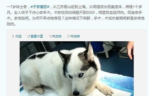哈士奇绝育的益处（为你的宠物做正确的选择）