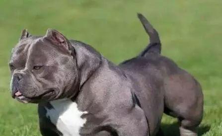 如何正确饲养恶霸犬（让你的恶霸犬成为优秀宠物）