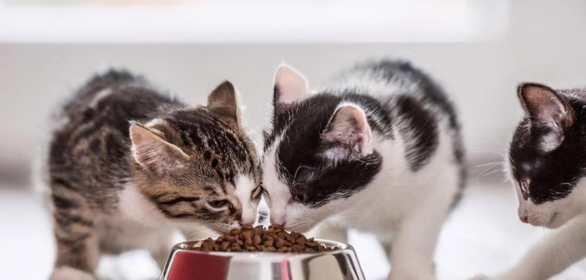 猫咪不吃猫粮该怎么办（解决猫咪挑食问题的有效方法）