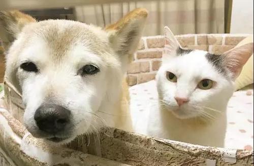 如何照顾怀孕的柴犬（关爱从孕期开始，详解柴犬怀孕期的各种需要）