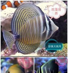 以蓝嘴吊为宠物的饲养方法（打造健康快乐的蓝嘴吊生活）