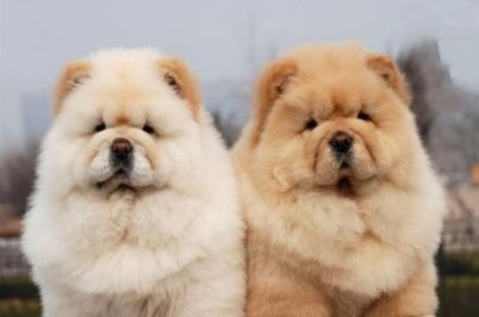 了解松狮犬的身体特点（一只强壮、活泼、善良的宠物）
