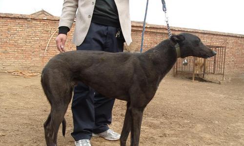 格力犬的饲养方法（做好这15点，让格力犬健康快乐成长）