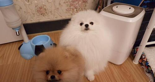 培养健康博美幼犬的身高体重（从营养、运动到生活习惯，打造完美犬只）