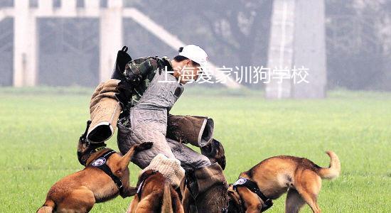 开设训犬基地——打造专业宠物训练中心（让你的爱犬成为听话的好宠物）