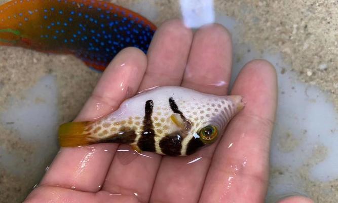 黄尾斑点锯尾吊饲养指南（掌握关键技巧，打造健康水族箱）
