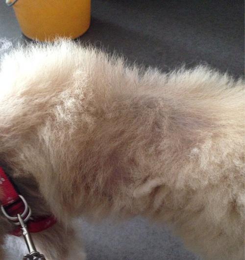 为什么我的柴犬严重掉毛？（探究掉毛原因，解决困扰）