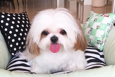 如何避免西施犬掉毛（以宠物为主，打造干净舒适的家庭生活）