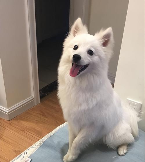 银狐犬咬人的原因（探究银狐犬攻击人类的原因及解决方法）