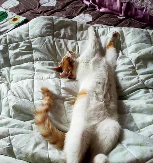 猫咪肥胖大揭秘（如何判断猫咪肥胖？如何预防猫咪肥胖？）
