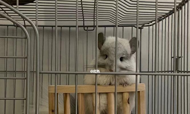 如何在没有空调的夏天养好龙猫？（龙猫夏季养护全指南，降温清凉不难！）