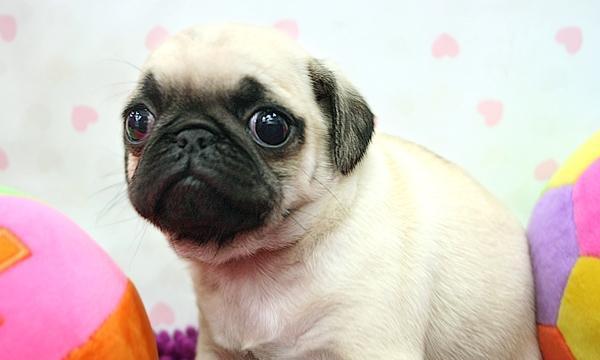以巴哥犬为什么像哮喘？（探究以巴哥犬哮喘的原因及预防方法）